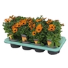 Osteospermum Orange Flare Decorum