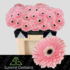 Gerbera Graceland Water