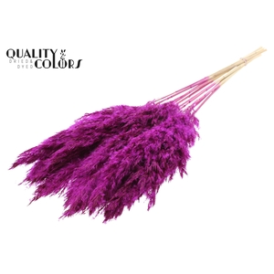 Pampas Grass 70cm 10st/bunch Bleached Lilac