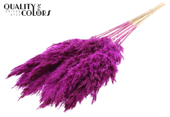 <h4>Pampas Grass 70cm 10st/bunch Bleached Lilac</h4>