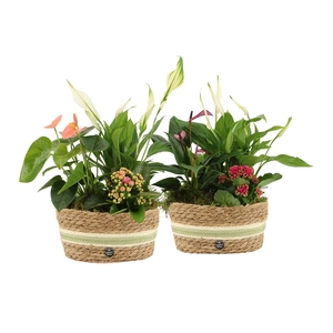 22019: Contradiction arrangement