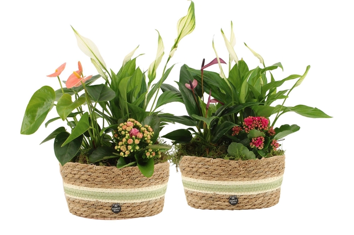 <h4>22019: Contradiction arrangement</h4>