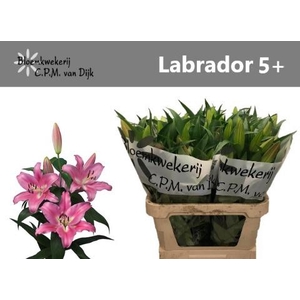 LI OT LABRADOR