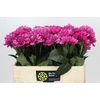 Dahlia Annamarie
