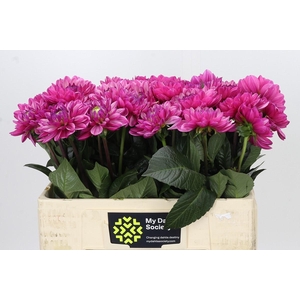 Dahlia Annamarie