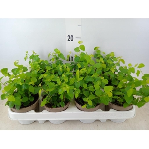 Ficus pumila 'Sunny Green'