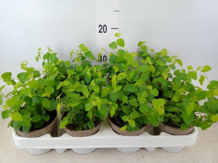 <h4>Ficus pumila 'Sunny Green'</h4>