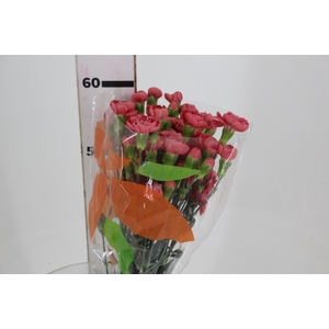 CRAVO SPRAY MISS TRENDY 060 CM