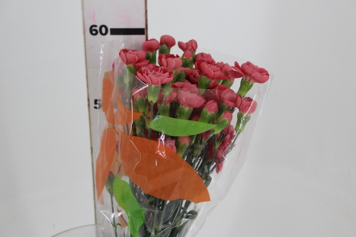 <h4>CRAVO SPRAY MISS TRENDY 060 CM</h4>