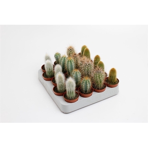 Cactus gemengd 5 soorten