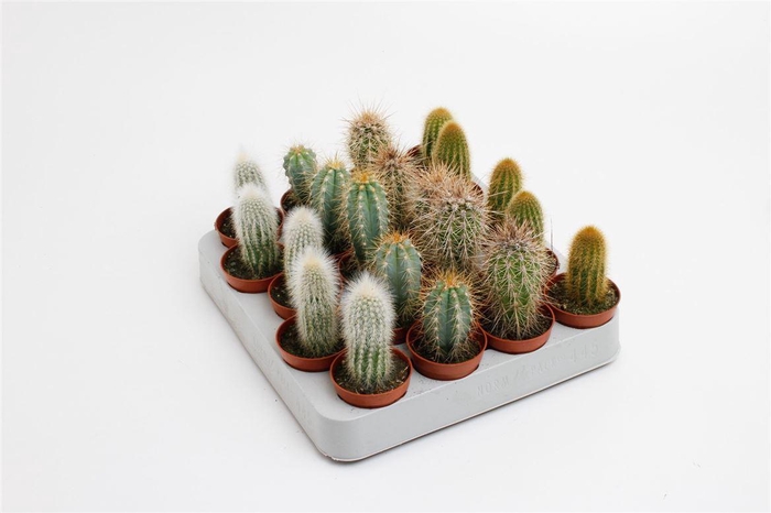 <h4>Cactus gemengd 5 soorten</h4>