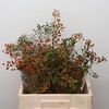 Rosa Corallo Green Orange
