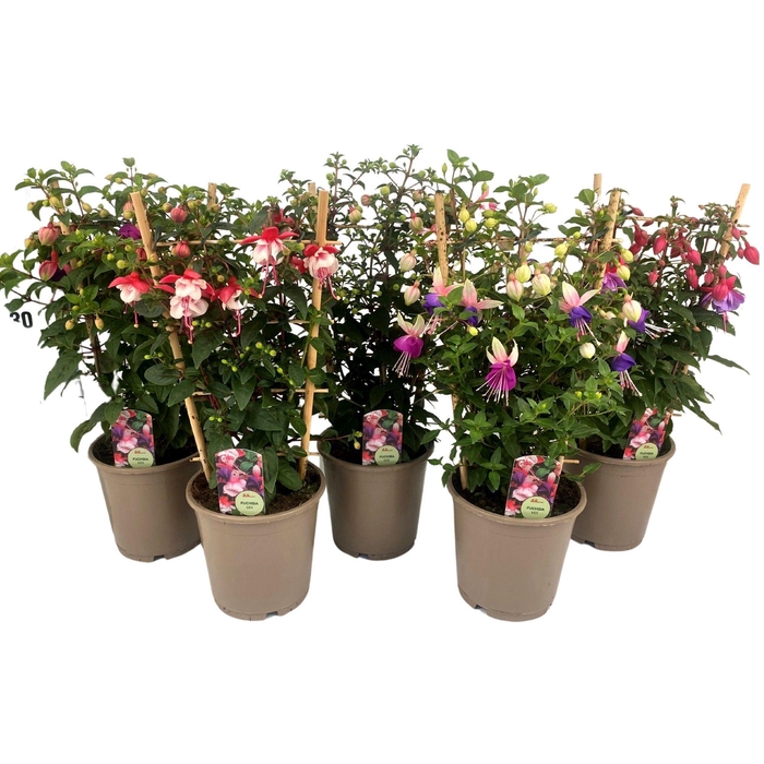 <h4>Fuchsia P15 REK MIX</h4>