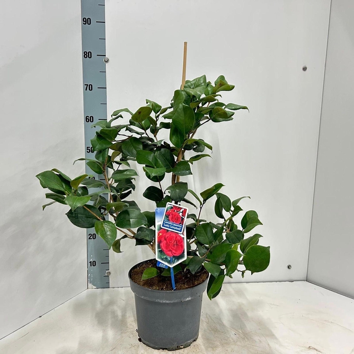 <h4>Camellia japonica Lady Campbell</h4>