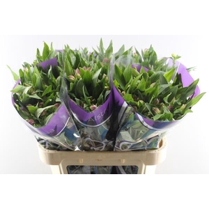 Alstr Falipo (paars)