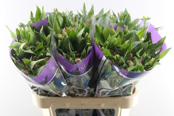 <h4>Alstr Falipo (paars)</h4>