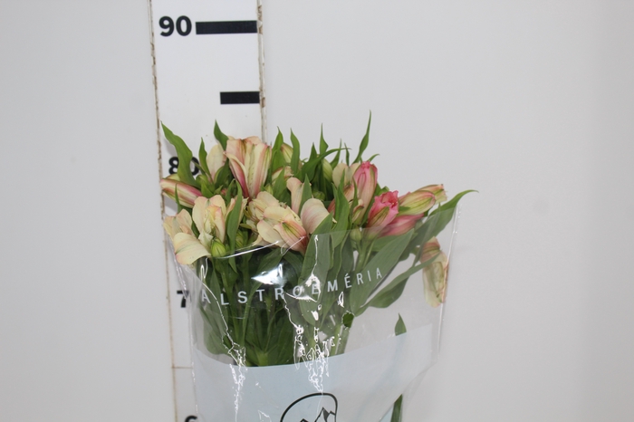 <h4>ALSTROEMERIA DIRTY DANCING 080 CM</h4>