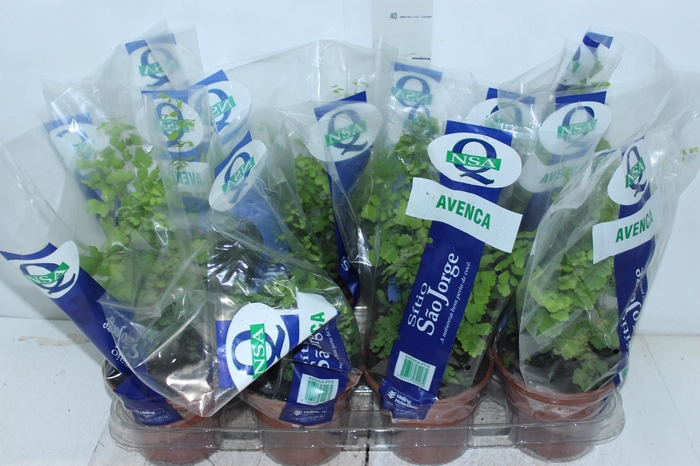 <h4>AVENCA VARIADA P15</h4>