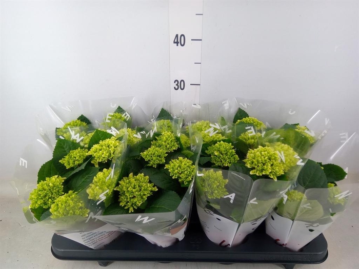 <h4>Hydrangea mac. 'Hi White Sun'</h4>