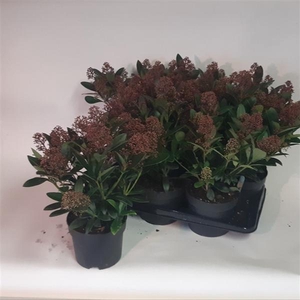 Skimmia japonica 'Rubella' 15/20BLOEMEN