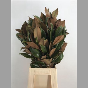 Magnolia Grandiflora