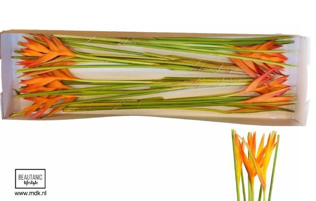 <h4>HELIC TROPIC EXOTIC</h4>