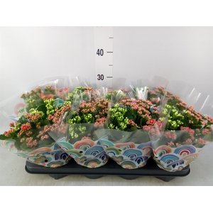 Kalanchoe blos.   ..rosebud mix/pot