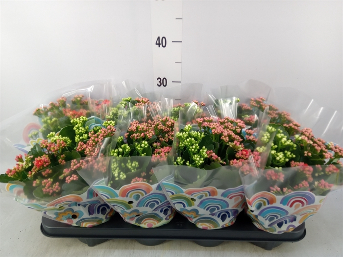 <h4>Kalanchoe blos.   ..rosebud mix/pot</h4>