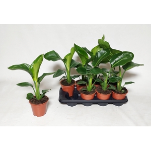 STRELITZIA NICOLAI