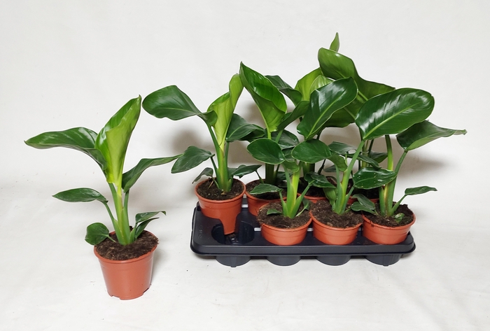 <h4>STRELITZIA NICOLAI</h4>