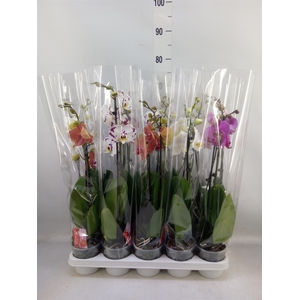 Phalaenopsis   ...mix