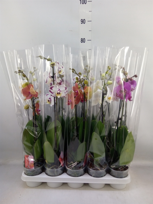 <h4>Phalaenopsis   ...mix</h4>
