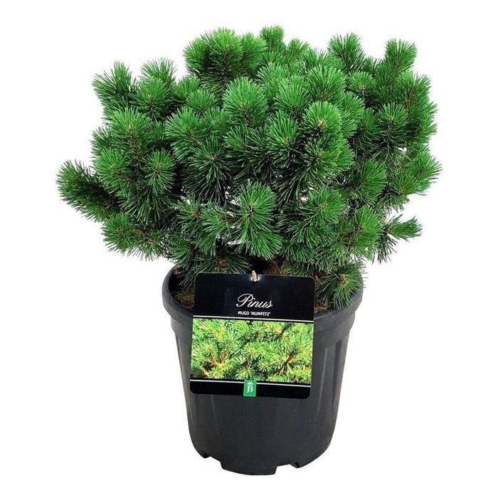 <h4>Pinus mugo 'Mumpitz'</h4>