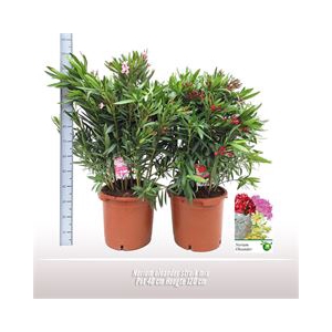 Nerium oleander struik