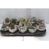 CACTUS RAIZ PROPRIA P11
