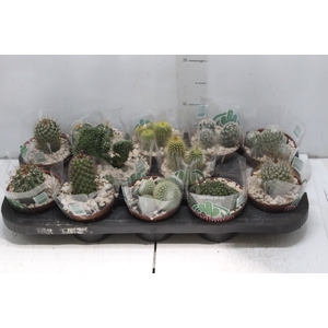 CACTUS RAIZ PROPRIA P11