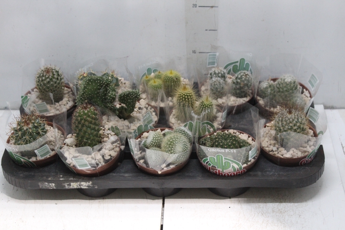<h4>CACTUS RAIZ PROPRIA P11</h4>