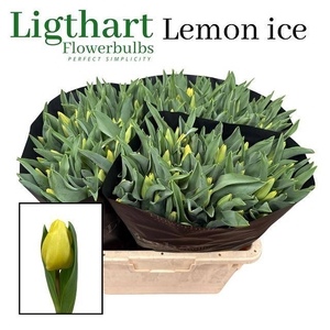 TU EN LEMON ICE