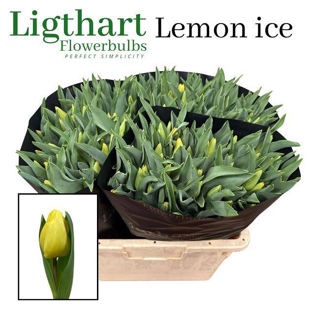 <h4>TU EN LEMON ICE</h4>