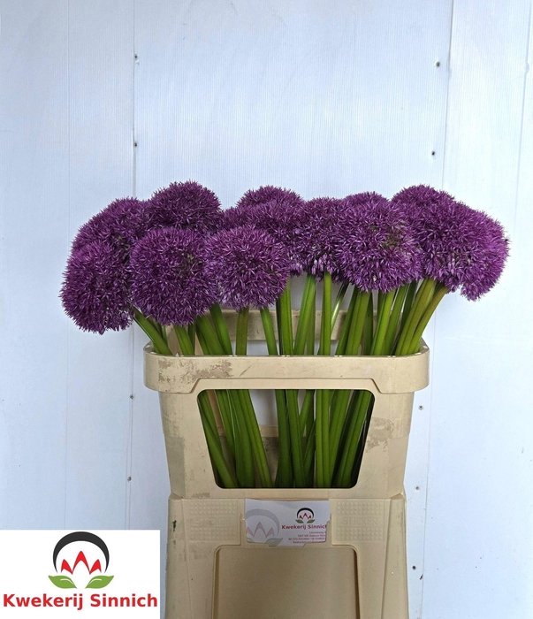 <h4>Allium Pinball Wizar</h4>
