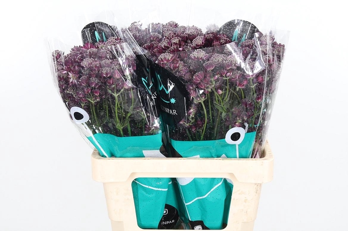 <h4>Astr Star Of Love</h4>