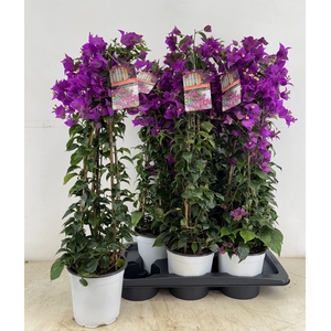 BOUGAINV SANDERIANA