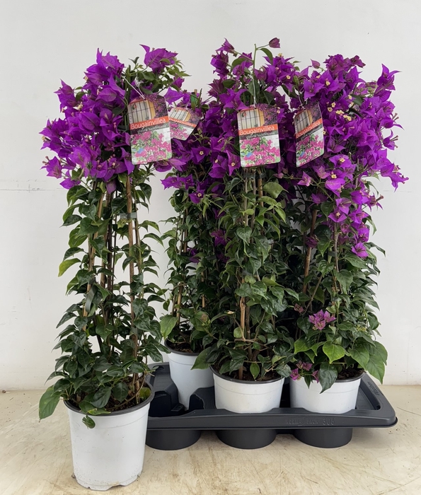 <h4>BOUGAINV SANDERIANA</h4>