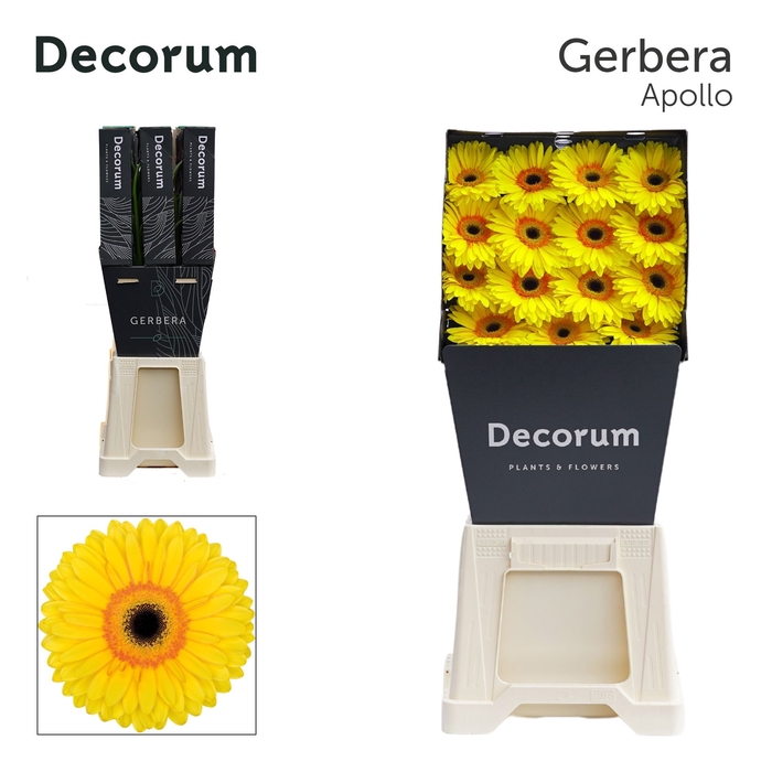 <h4>Gerbera Apollo Diamond</h4>