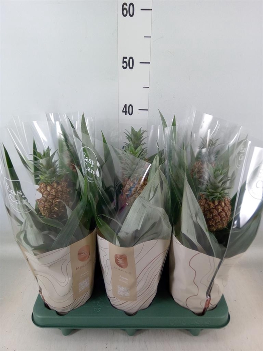 <h4>Ananas  'Rosita'</h4>