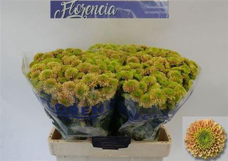 <h4>Chr S Aaa Jeanny Pea</h4>