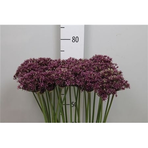 Allium Miami