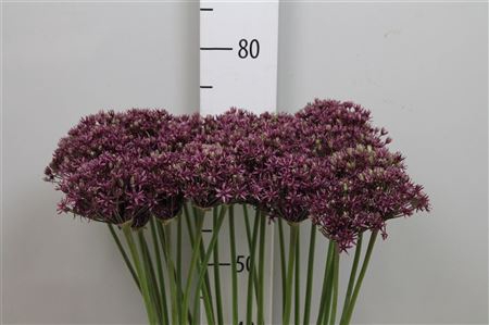 <h4>Allium Miami</h4>
