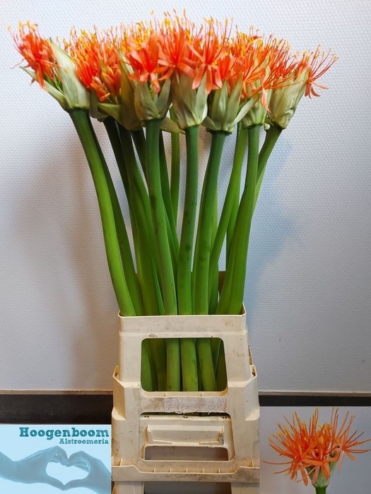 <h4>SCAD ORANGE WONDER</h4>