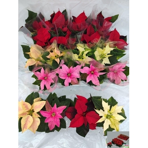 EUPHOR PULCHERRIM OV